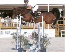 jumper Deauville (KWPN (Royal Dutch Sporthorse), 2008, from Numero Uno)