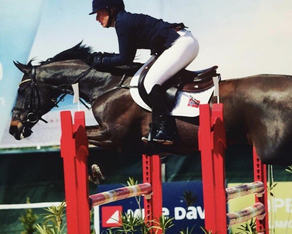 jumper Fairytale (Holsteiner, 2000, from Sergeant Pepper I)