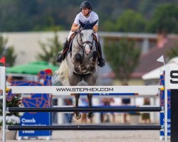 Springpferd Warrior de Pleville Z (Zangersheide Reitpferd, 2013, von Winningmood van de Arenberg)