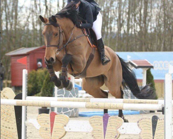 Springpferd Agostino (Hannoveraner, 2005, von Acord II)