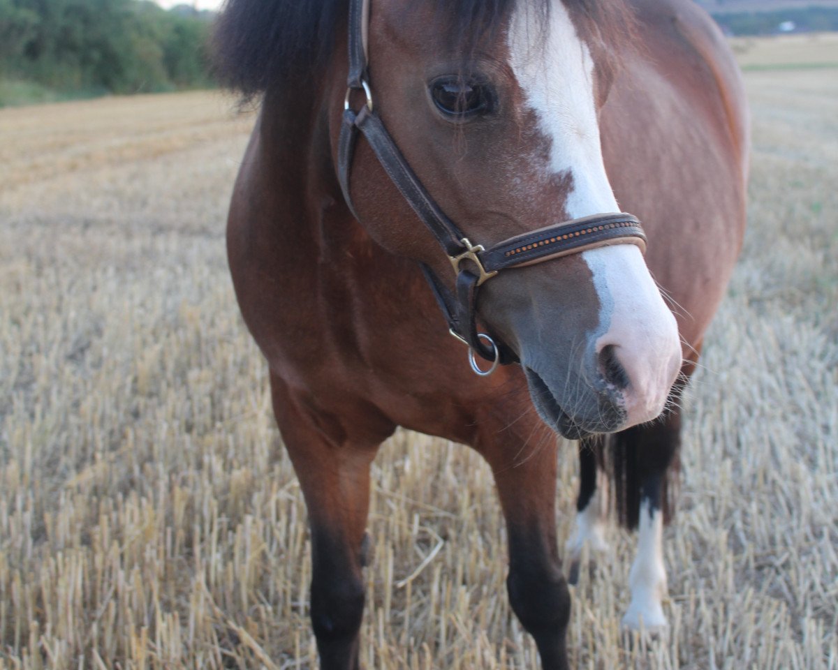 broodmare Bergischland Felina (Welsh-Pony (Section B), 2003, from Falco)