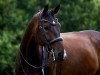 dressage horse Fred Bull (Westphalian, 2013, from Fürstenball)