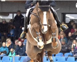 jumper Dinky Toy VM Z (Zangersheide riding horse, 2016, from De Flor 111 Z)