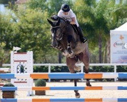 jumper Londonderry 7 (Holsteiner, 2018, from Livello)