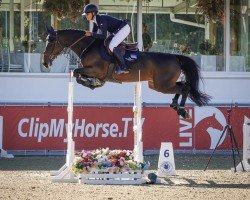 Springpferd Glandore (Irish Sport Horse, 2016, von Carrera VDL)