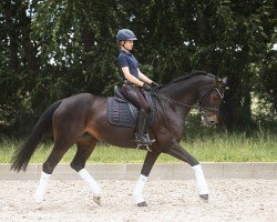dressage horse Isabella de la vida (Oldenburg, 2018, from Indian Rock)