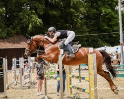 jumper Qui Gon Jinn (German Sport Horse, 2018, from Quiz)