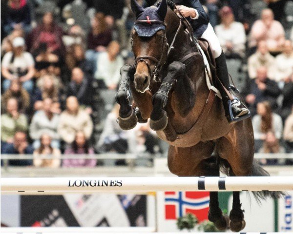 jumper Menconvio PS (Hanoverian, 2014, from HH Messenger)