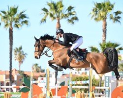 jumper Polonis L (Belgian Warmblood, 2015, from Le Blue Diamond v't Ruytershof)