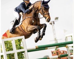 broodmare Casey (Danish Warmblood, 2013, from Cavall Ask)