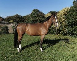 jumper Imkie LM (Belgium Sporthorse, 2014, from Toulon)