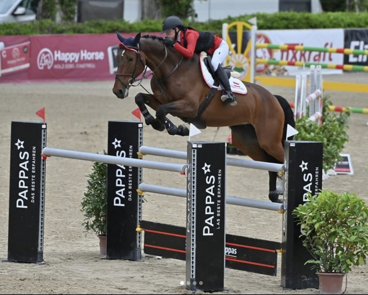 jumper Jendy S (Belgian Warmblood, 2009, from Nabab de Rêve)