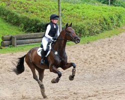 eventing horse Inskip (Württemberger, 2013, from fischerIncantas)