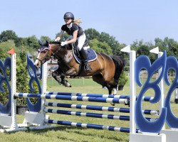 jumper Filis 6 (German Riding Pony, 2008, from Special Dream TCF)