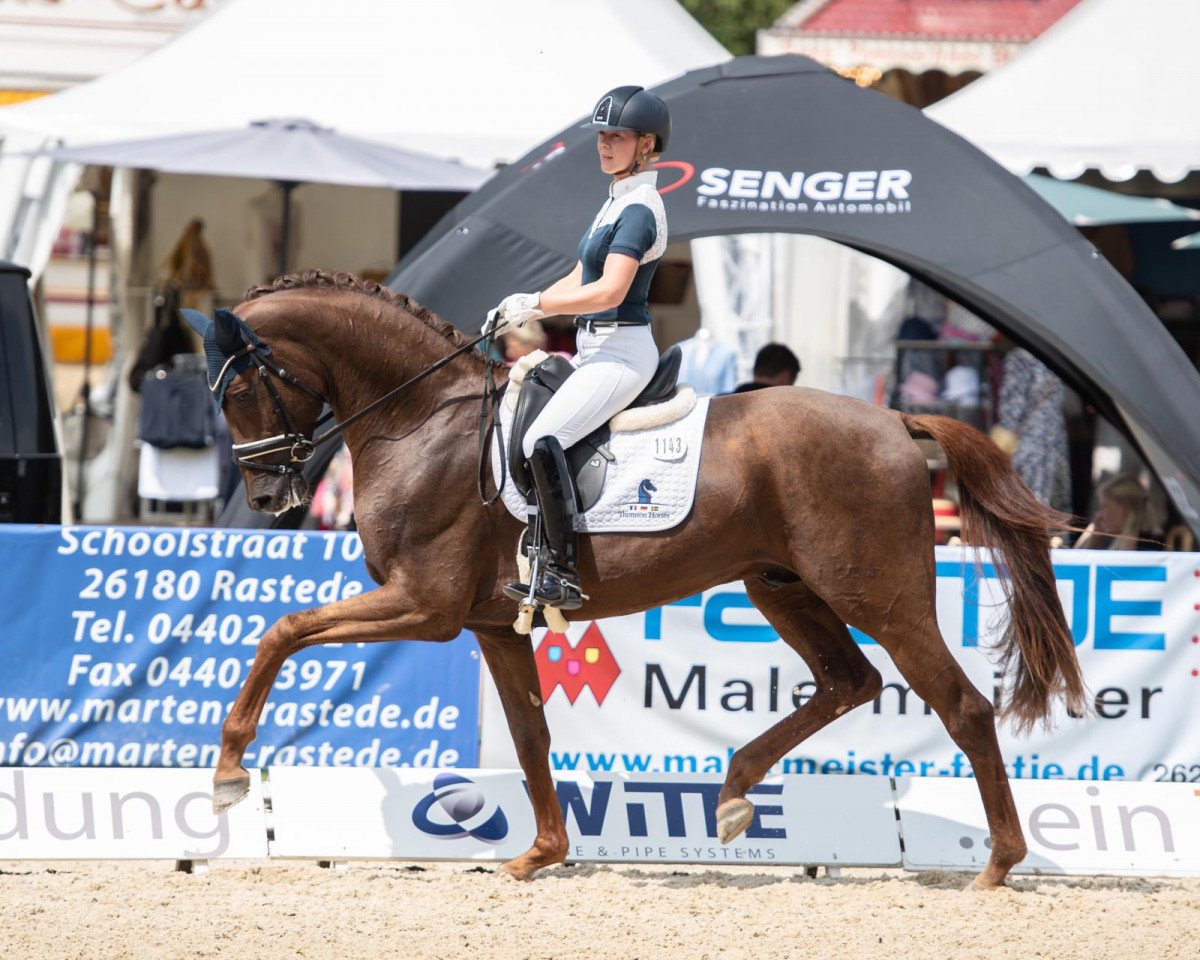 stallion Filou 2146 (Oldenburg, 2016, from For Romance I)