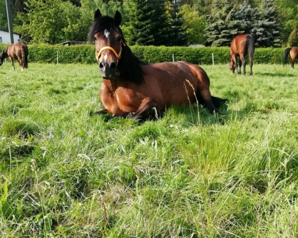 broodmare Brynmellion Georgie Girl (Welsh-Cob (Sek. C), 2004)