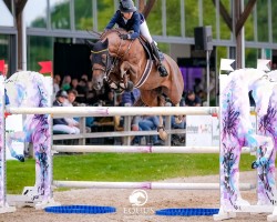 stallion Karim (KWPN (Royal Dutch Sporthorse), 2015, from VDL Harley)