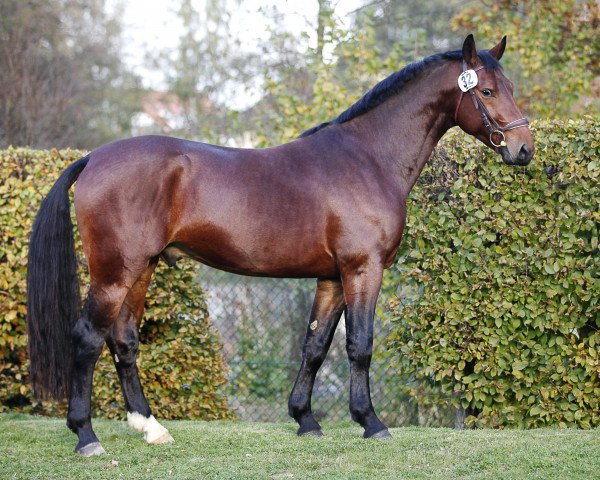 Deckhengst Vitus (Schweres Warmblut, 2014, von Veit)