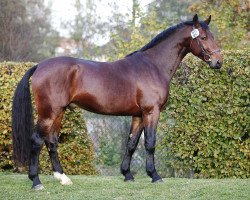 stallion Vitus (Heavy Warmblood, 2014, from Veit)