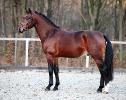 Deckhengst Valentino (Schweres Warmblut, 2018, von Veltin 4)