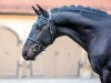 stallion Lombardo 56 (Sachs-door. Heavy Warmbl., 2017, from Lombard 195)