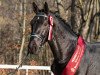 stallion Lessing (Heavy Warmblood, 2018, from Loriot)