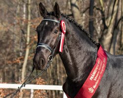 stallion Lessing (Heavy Warmblood, 2018, from Loriot)