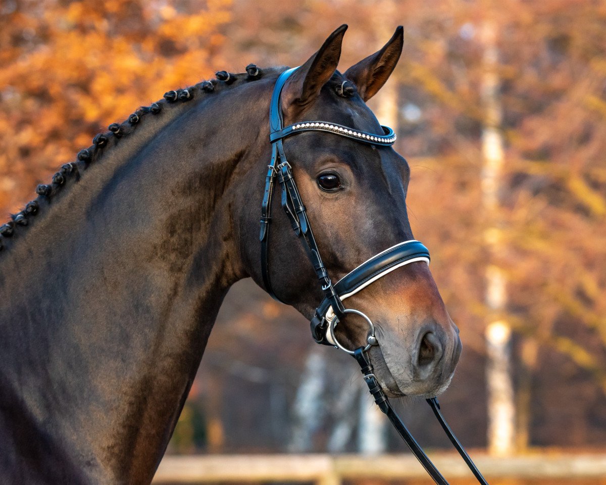 stallion Indian Summer (Belgian Warmblood, 2018, from Indian Rock)