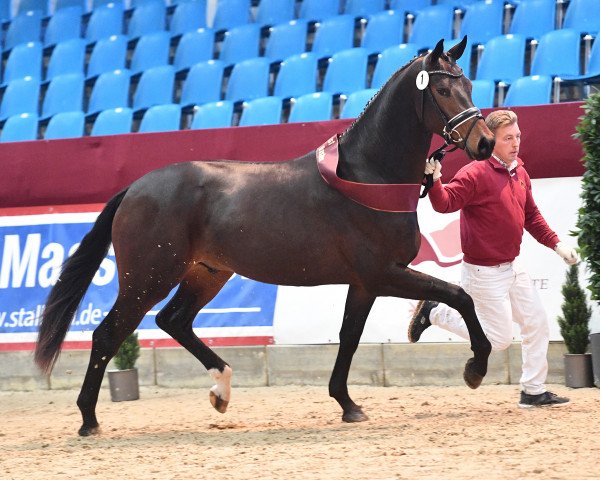 stallion Il Silenzio M (German Sport Horse, 2018, from Asgard's Ibiza)