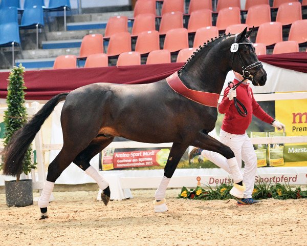 stallion For Diamond (German Sport Horse, 2018, from For Romance I)
