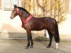 dressage horse Elbfürst 4 (Sachs-door. Heavy Warmbl., 2017, from Elbcapitän)