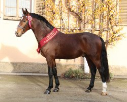 dressage horse Elbfürst 4 (Sachs-door. Heavy Warmbl., 2017, from Elbcapitän)