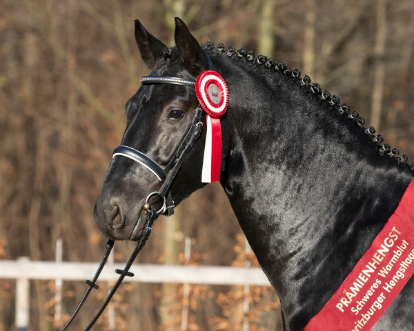 stallion Eichendorff (Heavy Warmblood, 2018, from Espresso)