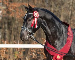 stallion Ehrenwort (Heavy Warmblood, 2018, from Ehrenwert)