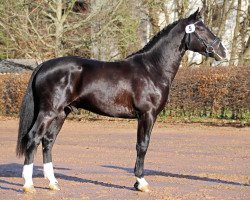 stallion Efino (Sachs-door. Heavy Warmbl., 2017, from Efeu)