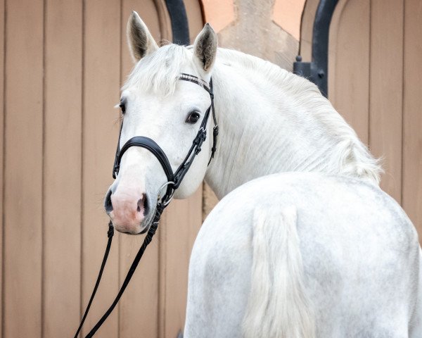 stallion Eckstein's Eminenz (Sachs-door. Heavy Warmbl., 2015, from Eckstein)