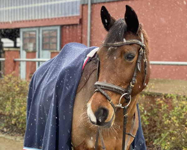 dressage horse Medina 83 (German Riding Pony, 2009, from Negro-Veneziano)