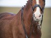 dressage horse Del-Rusch (Westphalian, 2005, from Del Rio)