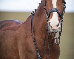 dressage horse Del-Rusch (Westphalian, 2005, from Del Rio)