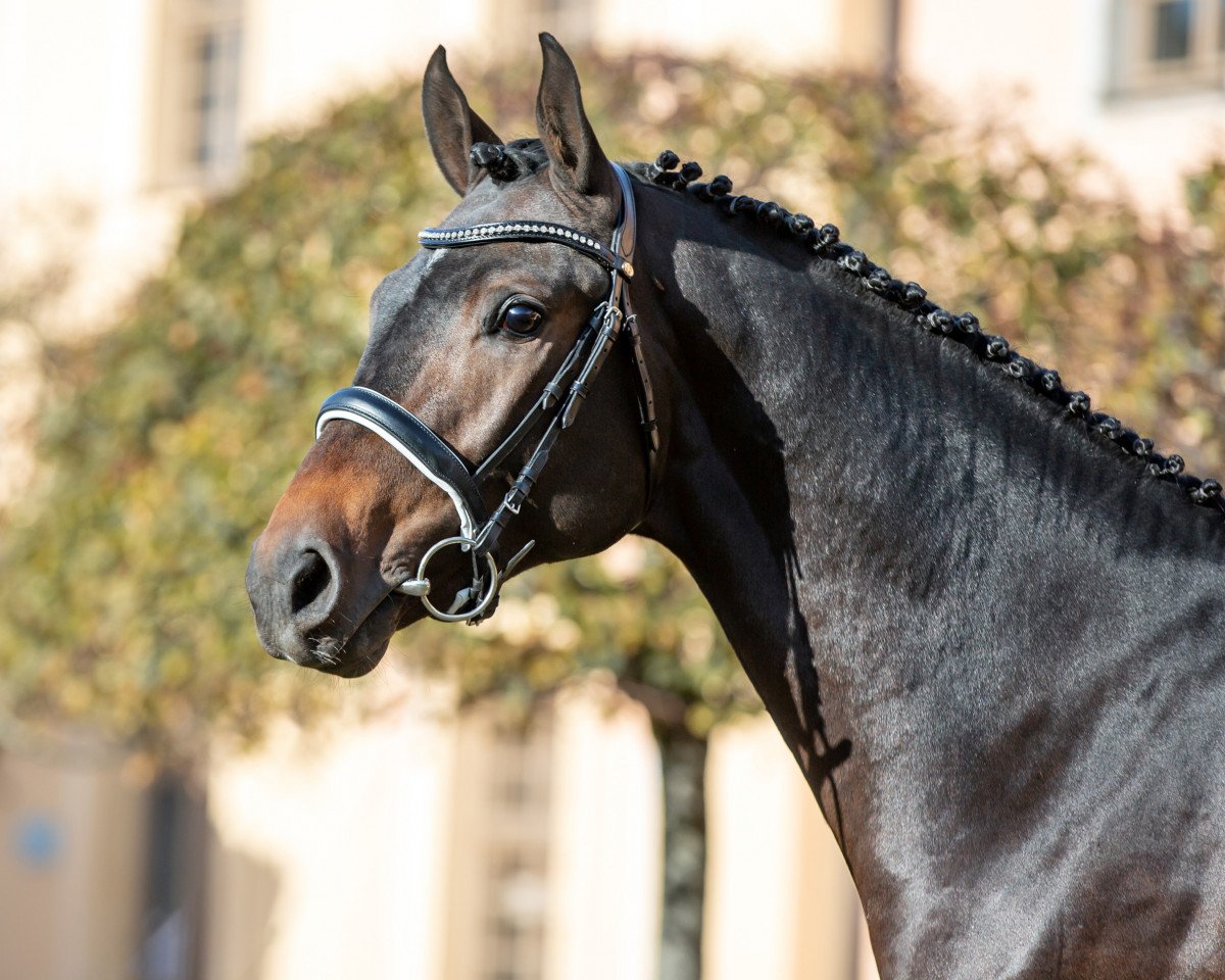 stallion Delta One (Holsteiner, 2018, from Diarado)