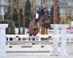 jumper Tornado van de Heikant (Zangersheide riding horse, 2012, from Tonixe)