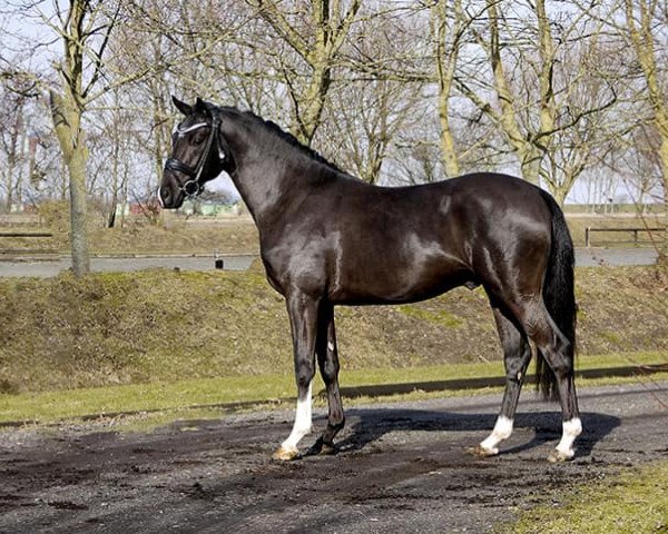 stallion Venustas Cool Diamond (German Riding Pony, 2018, from Venustas Cool Edition)