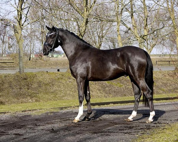 Deckhengst Venustas Cool Diamond (Deutsches Reitpony, 2018, von Venustas Cool Edition)