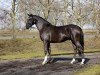 Deckhengst Venustas Cool Diamond (Deutsches Reitpony, 2018, von Venustas Cool Edition)