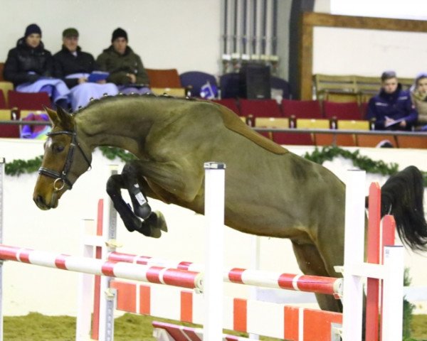 jumper No Trouble (German Sport Horse, 2014, from No Limit)