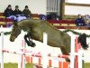 jumper No Trouble (German Sport Horse, 2014, from No Limit)