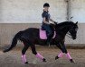 dressage horse Chanticlear (Fell Pony, 2001)