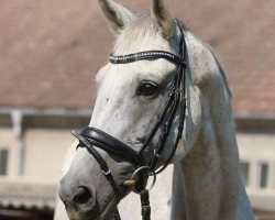 broodmare Korona R (German Sport Horse, 2007, from Sir Shutterfly)