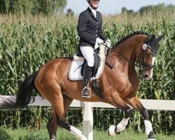 dressage horse Lissara K (Hanoverian, 2012, from Lissaro)