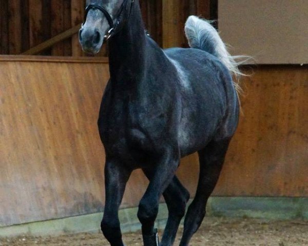 Zuchtstute Kascada R (Deutsches Sportpferd, 2011, von Colestus)